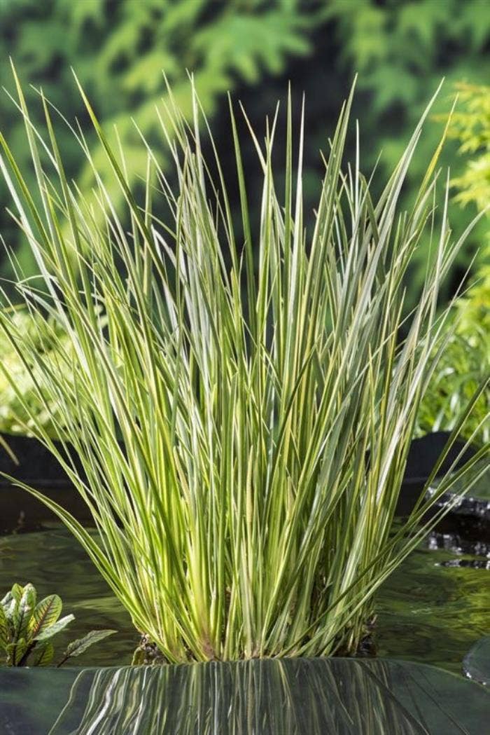 Acorus calamus Gramineus 