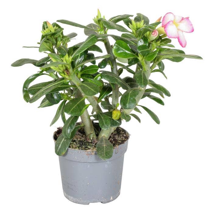 Adenium ob. Pinkstar