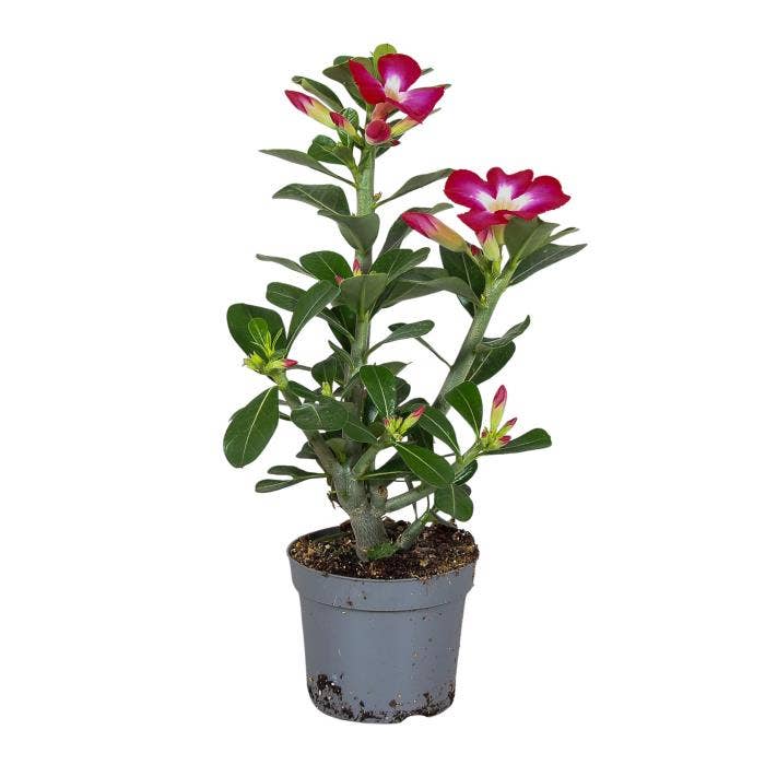 Adenium ob. Red