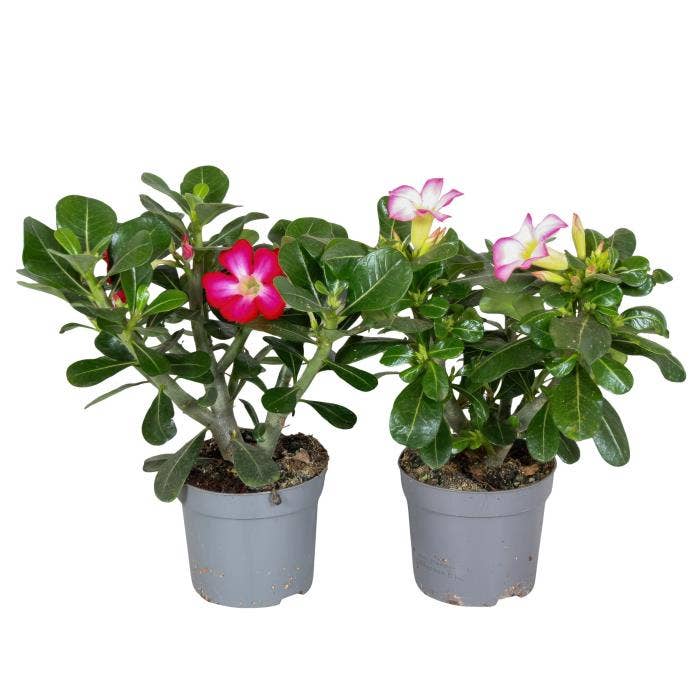 Adenium ob.