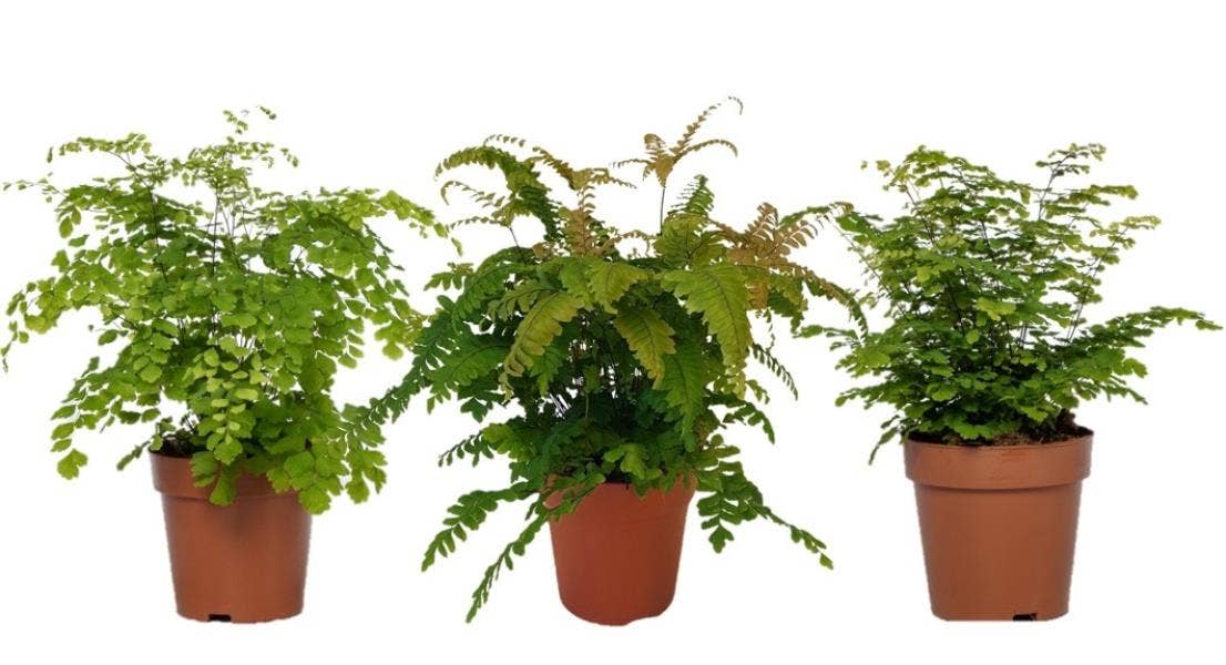 Adiantum gemengd