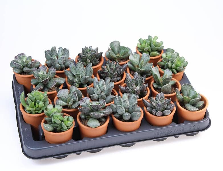Adromischus mix in Rozenpot