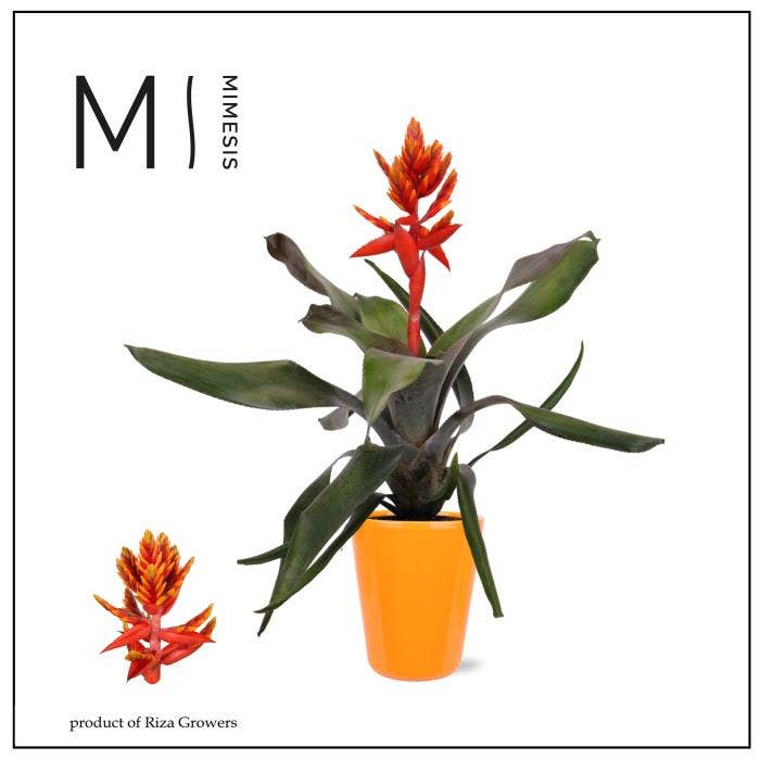 Aechmea Pepita Elegant Flames in Florence