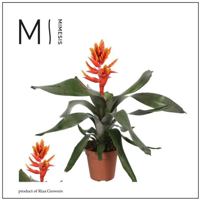 Aechmea Pepita Elegant Flames