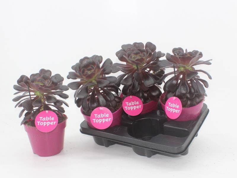 Aeonium arb. Red