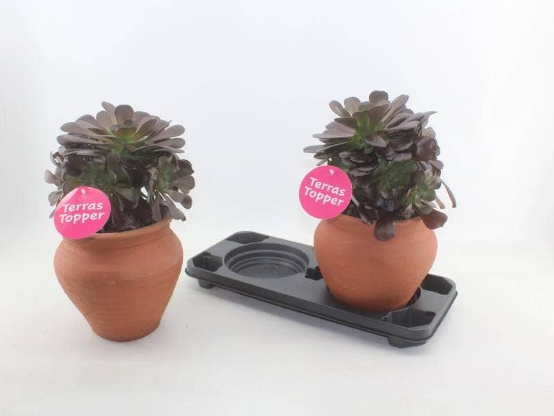 Aeonium arboreum in kruik