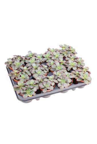 Aeonium Kiwi