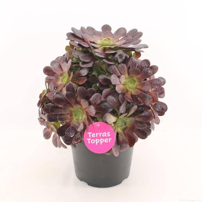 Aeonium rood 29 cm hoogte 50 cm