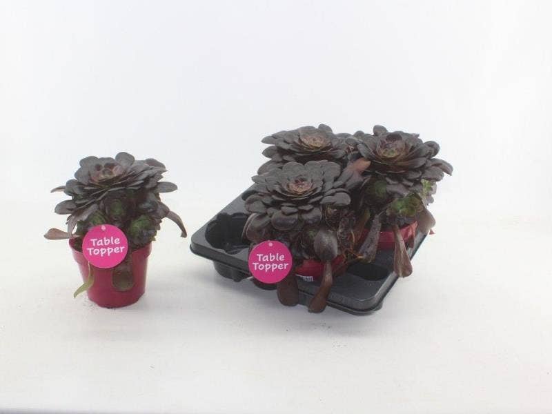 Aeonium rood 4 stuks per tray met etiket