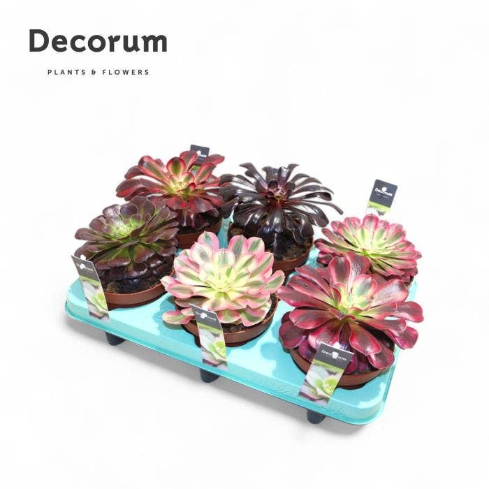 Aeonium