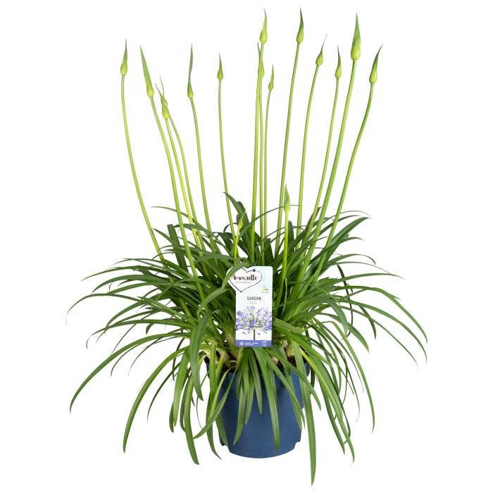 Agapanthus Amourette Blue