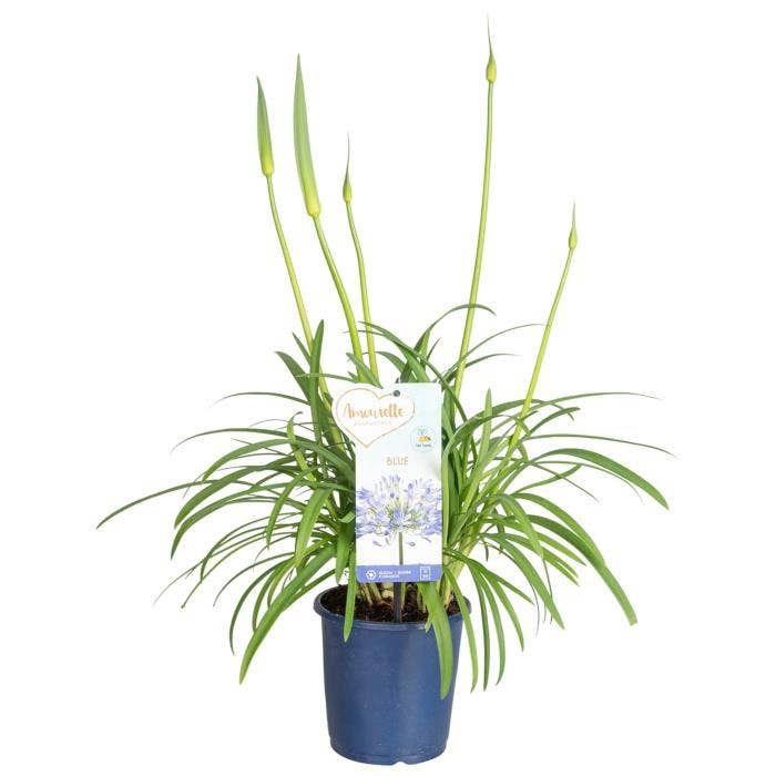 Agapanthus Amourette Blue