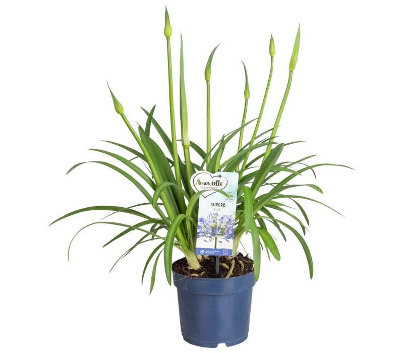 Agapanthus Amourette Superb Blue