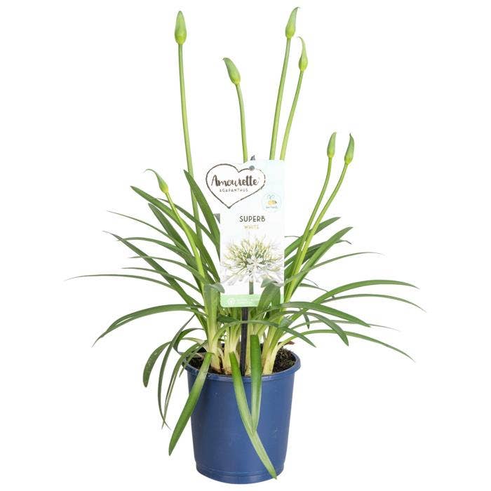 Agapanthus Amourette Superb White