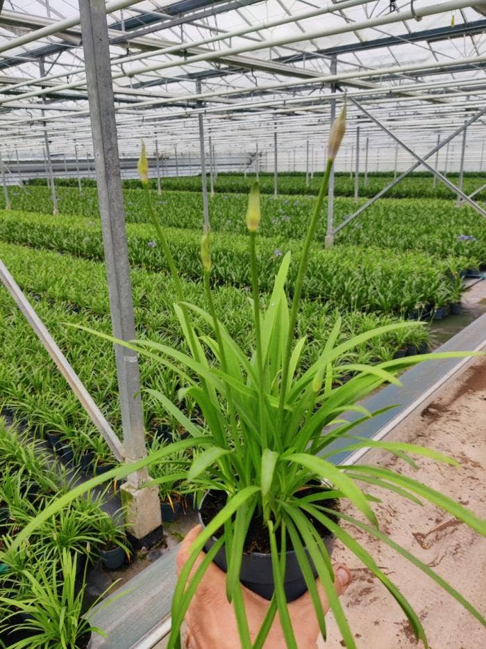 Agapanthus Briljant Blue