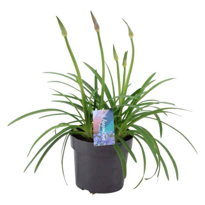 Agapanthus Brilliant Blue