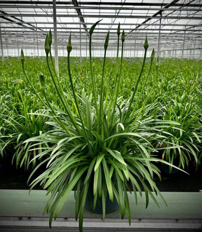 Agapanthus 'Summer Love' TM Blue