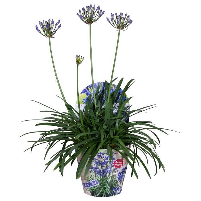 Agapanthus 'Summer Love' TM Blue