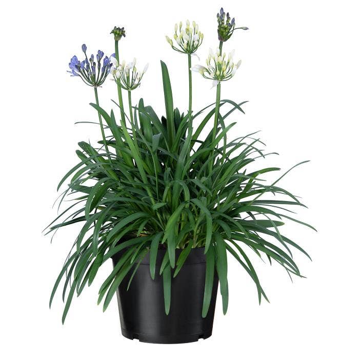 Agapanthus 'Summer Love' TM Duo