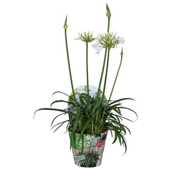 Agapanthus 'Summer Love' TM White