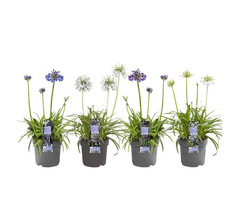 Agapanthus
