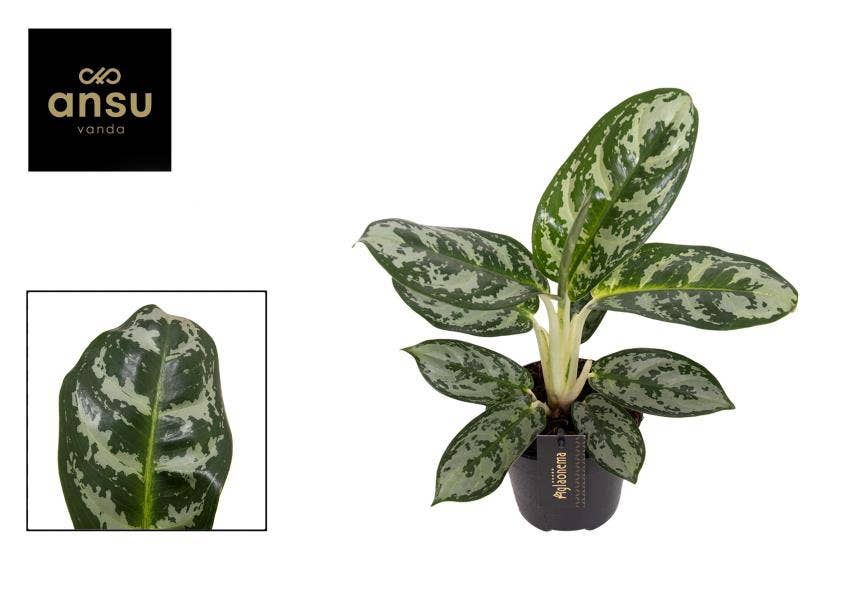 Aglaonema Amazon Silver