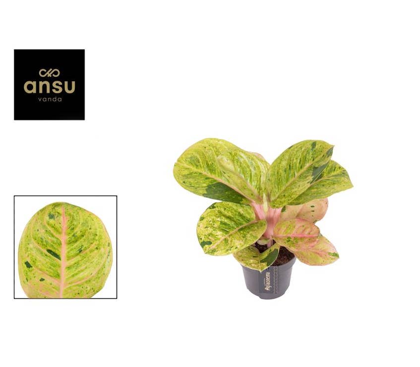 Aglaonema Apple Fantasy