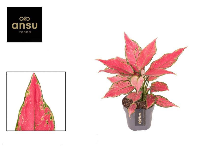 Aglaonema Cherry Baby