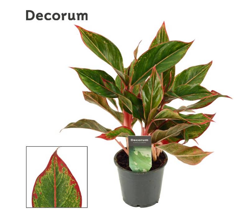 Aglaonema Crete | Green Solutions
