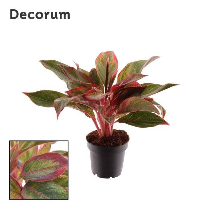 Aglaonema Crete