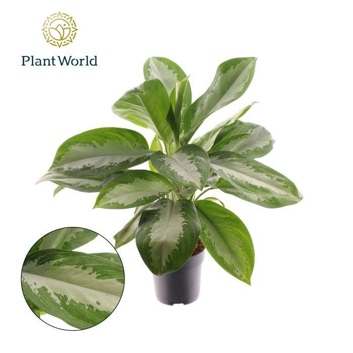Aglaonema Diamond Bay