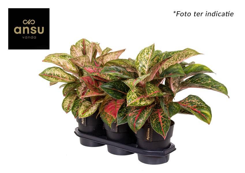Aglaonema exclusive