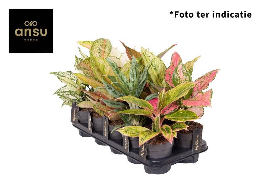 Aglaonema Exclusive