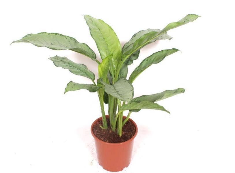 Aglaonema Freedman