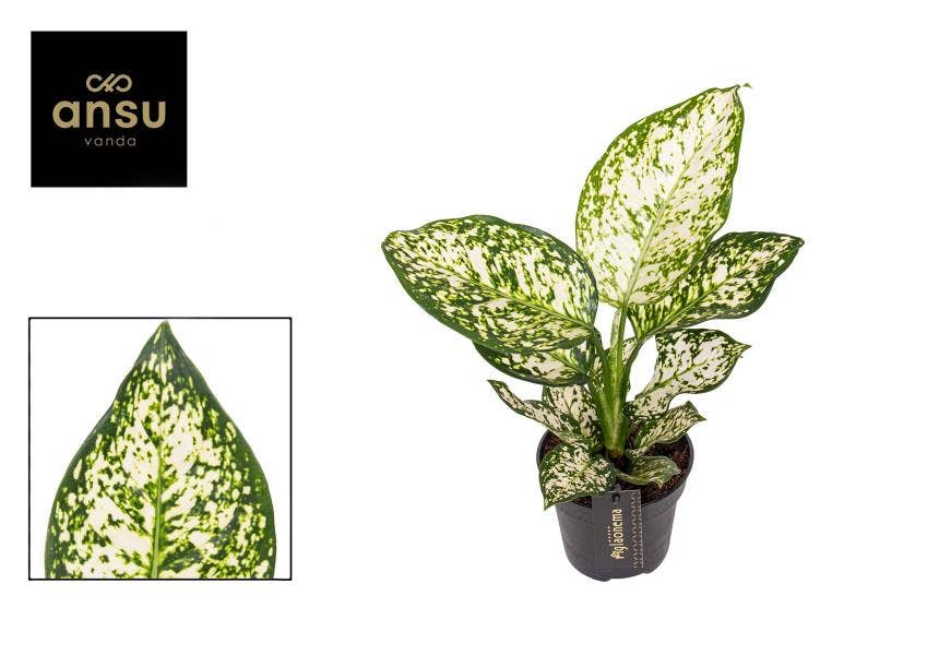 Aglaonema Ivory Jade