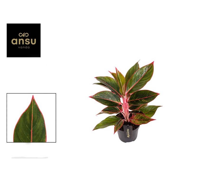 Aglaonema Jungle Red
