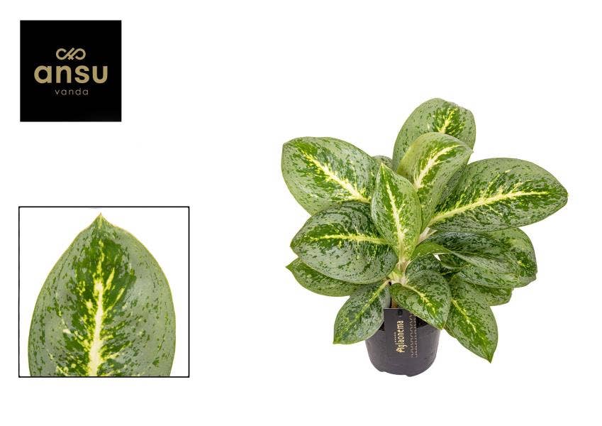 Aglaonema Lemon Mint