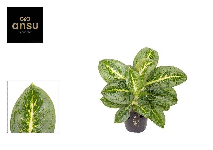 Aglaonema Lemon Mint