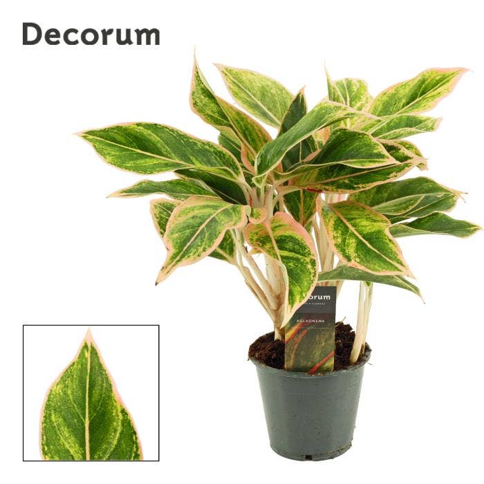 Aglaonema Lipstick Pink