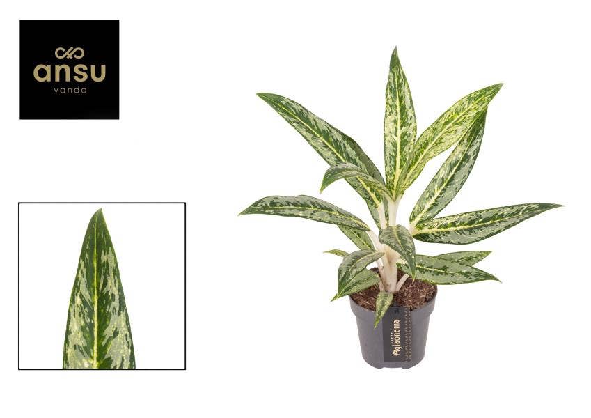 Aglaonema Matcha Lemon