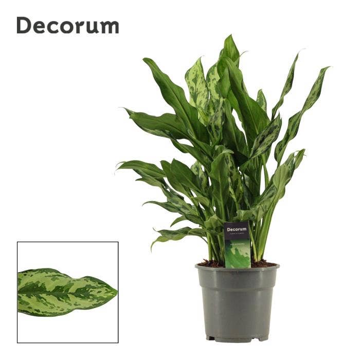 Aglaonema Miss Julliette