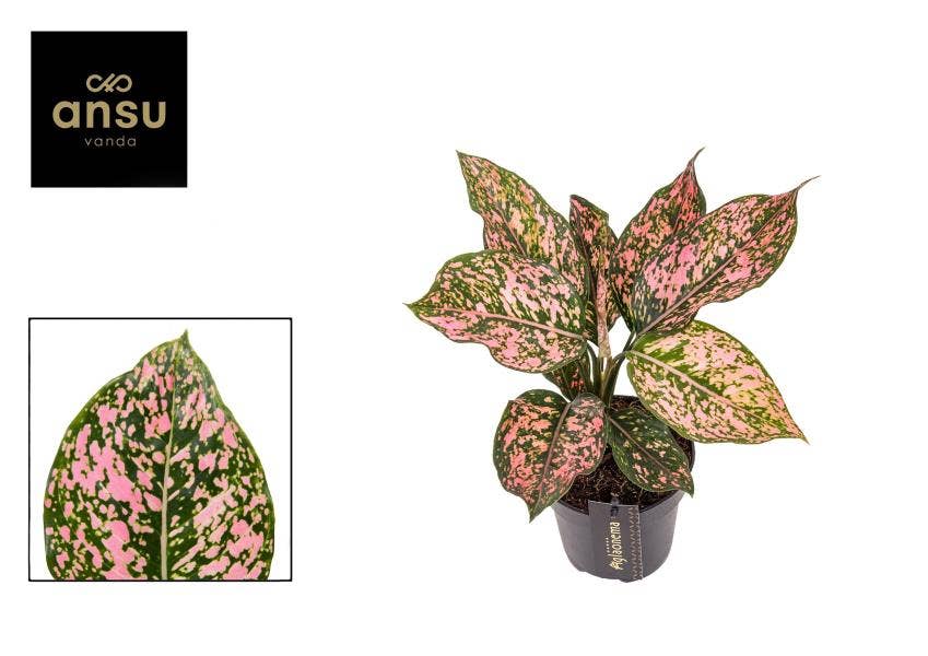 Aglaonema Pink Leopard