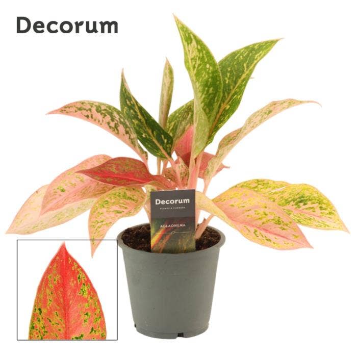 Aglaonema Prestige