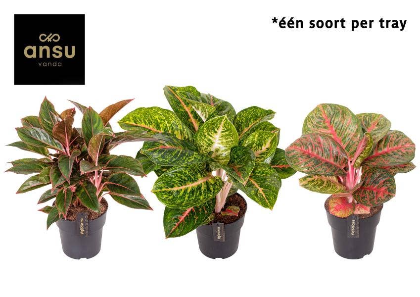 Aglaonema Red Surprise