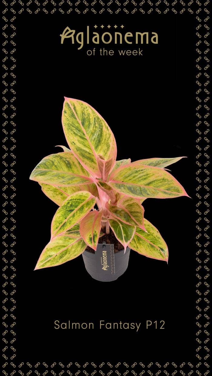 Aglaonema Salmon Fantasy