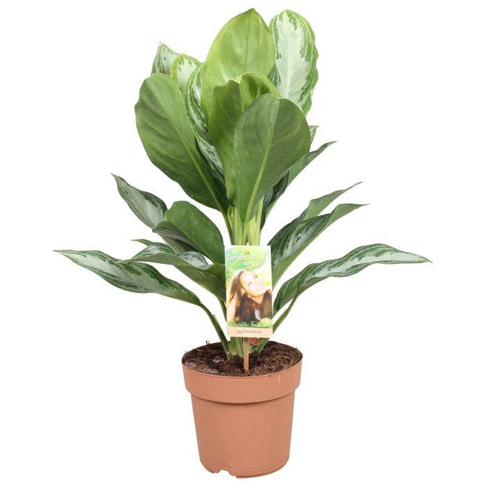Aglaonema Silver Bay@