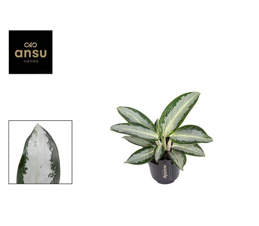 Aglaonema Silver Blue