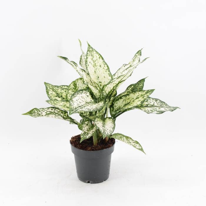 Aglaonema Snow White