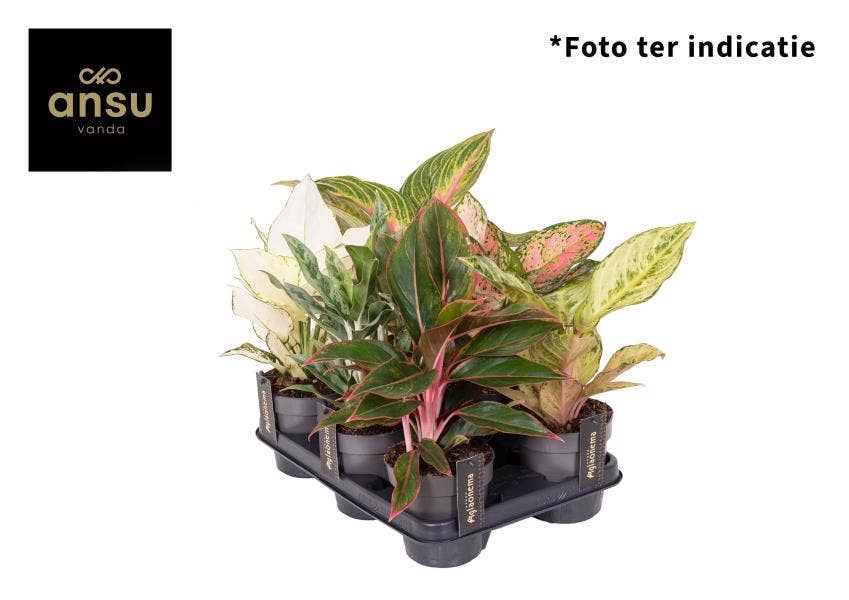 Aglaonema special