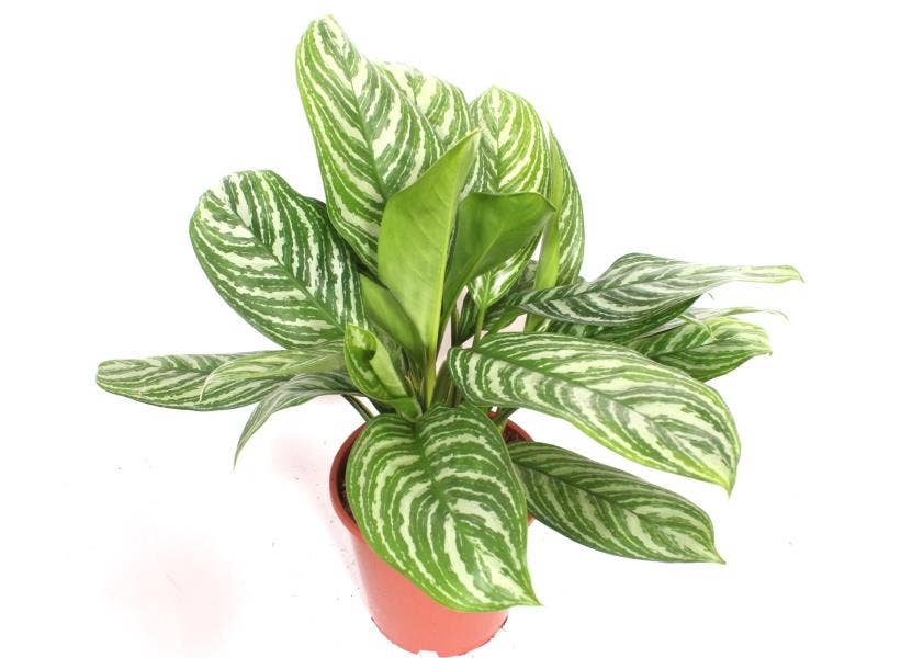 Aglaonema Stripes